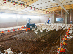 shatter milling machine mixture facing bedding for poultry farms pavo 140